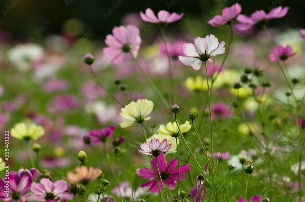 This is the Cosmos Garden.