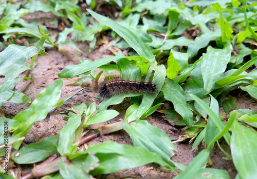 Caterpillars are feeding Nature background