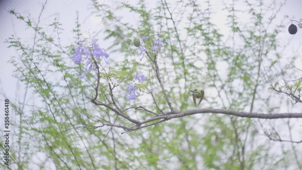 Eurasian Bee Eater flying towards and then over camera in super slow motion Eurasian Bee Eater flying towards and then over camera in super slow motion