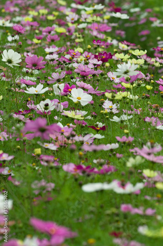 This is the Cosmos Garden.