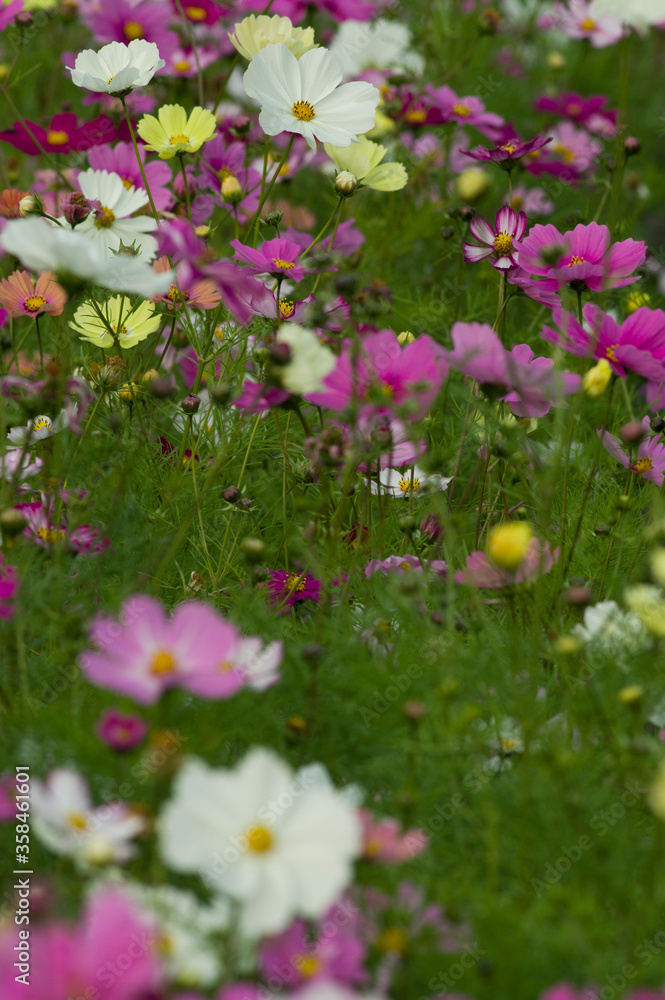 This is the Cosmos Garden.