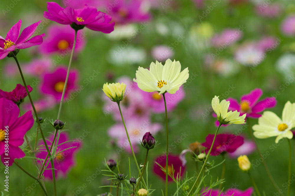 This is the Cosmos Garden.