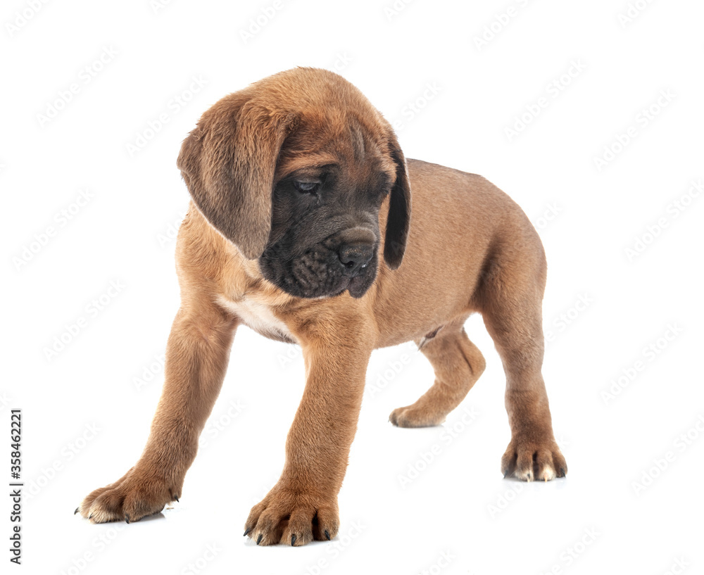 Obraz premium puppy cane corso
