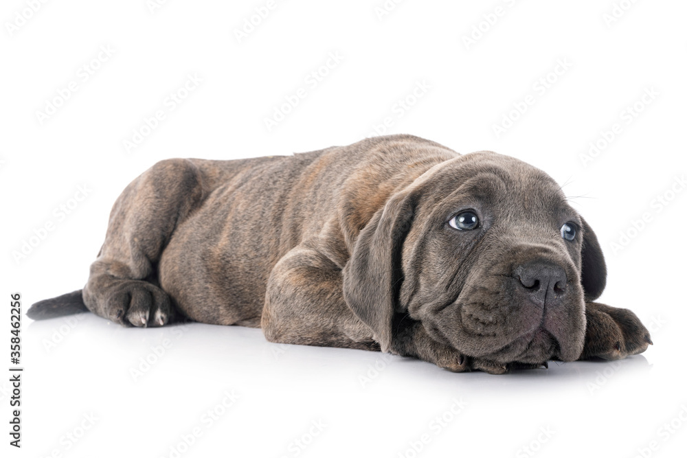 Fototapeta premium puppy cane corso