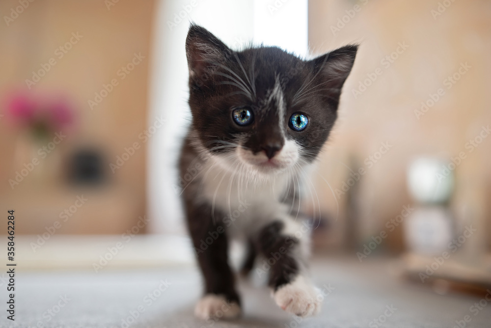 A little black and white kitten plays on the table. A little black and white kitten plays on the table.