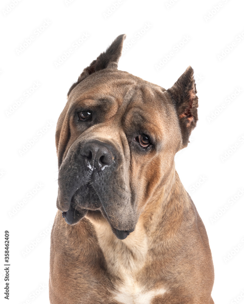 Fototapeta premium adult cane corso