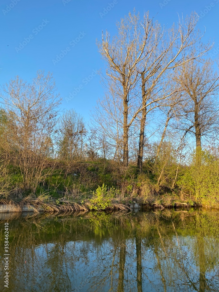 trees on the river