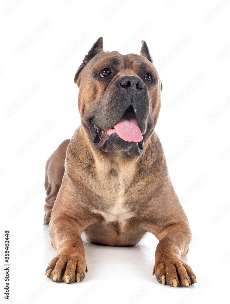 Obraz premium adult cane corso