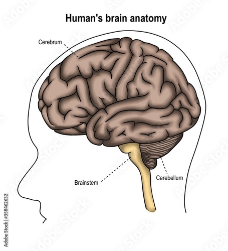 Human's brain anatomy