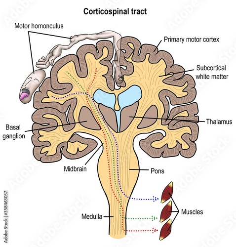 Corticospinal track is the motor controling pathway initiate and drive the physical movement of human.  photo