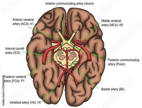 The anatomy of basal of brain shown the blood circualtion of brain and circle of Willis system.