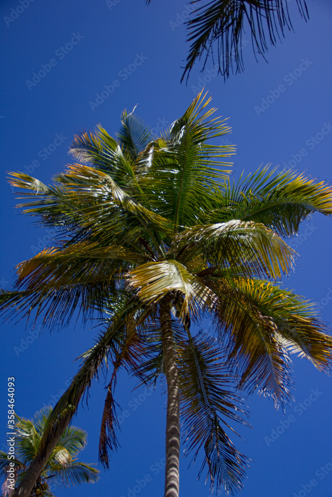 Obraz premium coconut palm tree