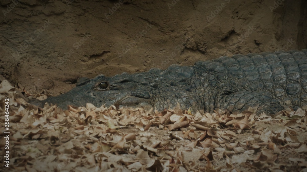 Fototapeta premium crocodile in the zoo