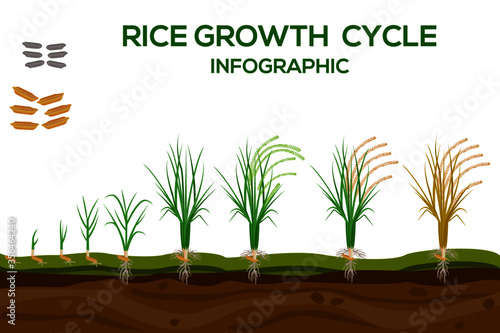 Rice growing cycle vector illustration in flat design. Planting process of the rice plant. Maize growth from grain to flowering and fruit-bearing plant isolated on white background.
