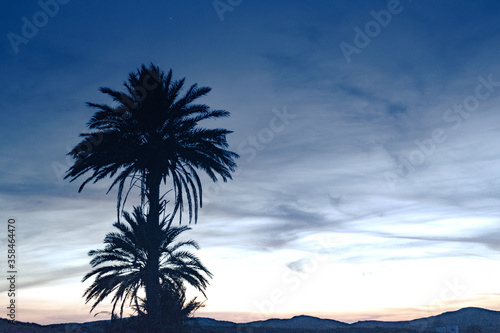 Fototapeta Naklejka Na Ścianę i Meble -  Palm trees against sky after sunset
