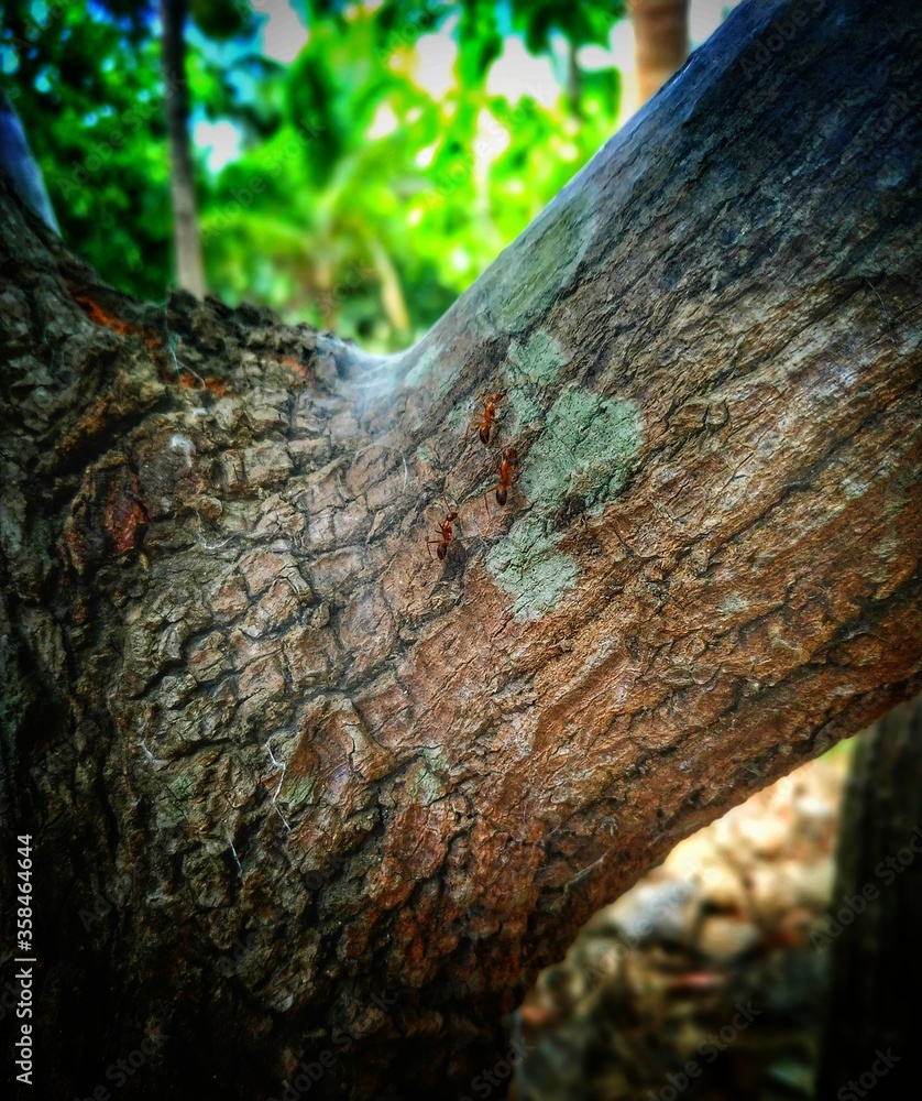 Obraz premium ants on the tree 