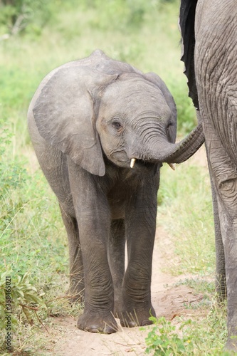 African baby elephant © Jenni
