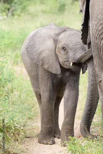 African baby elephant