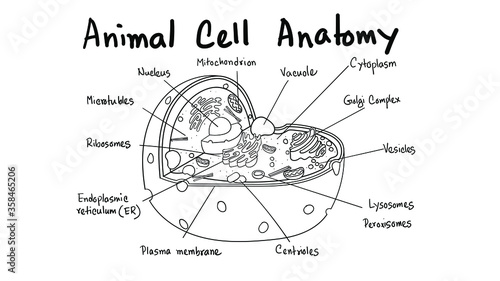 Scientific animal cell diagram for kids, educational, vector, modern art