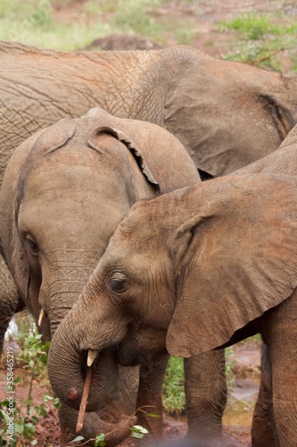 African baby elephant