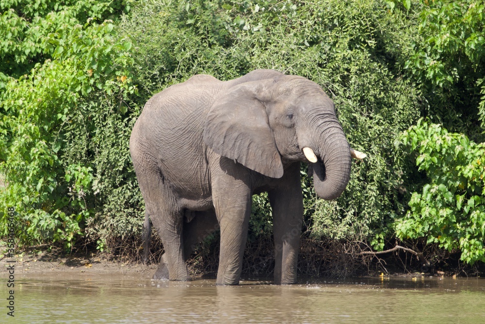 Obraz premium elephant in the river