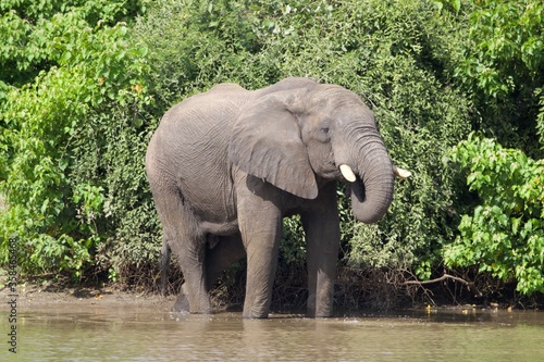 elephant in the river © Jenni