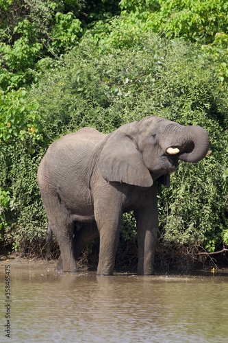 elephant in the river