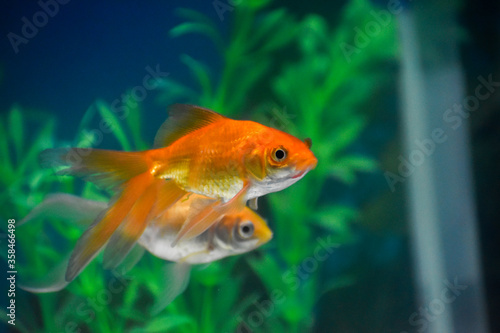 Goldfish (Carassius auratus) inside the aquarium with blur background.