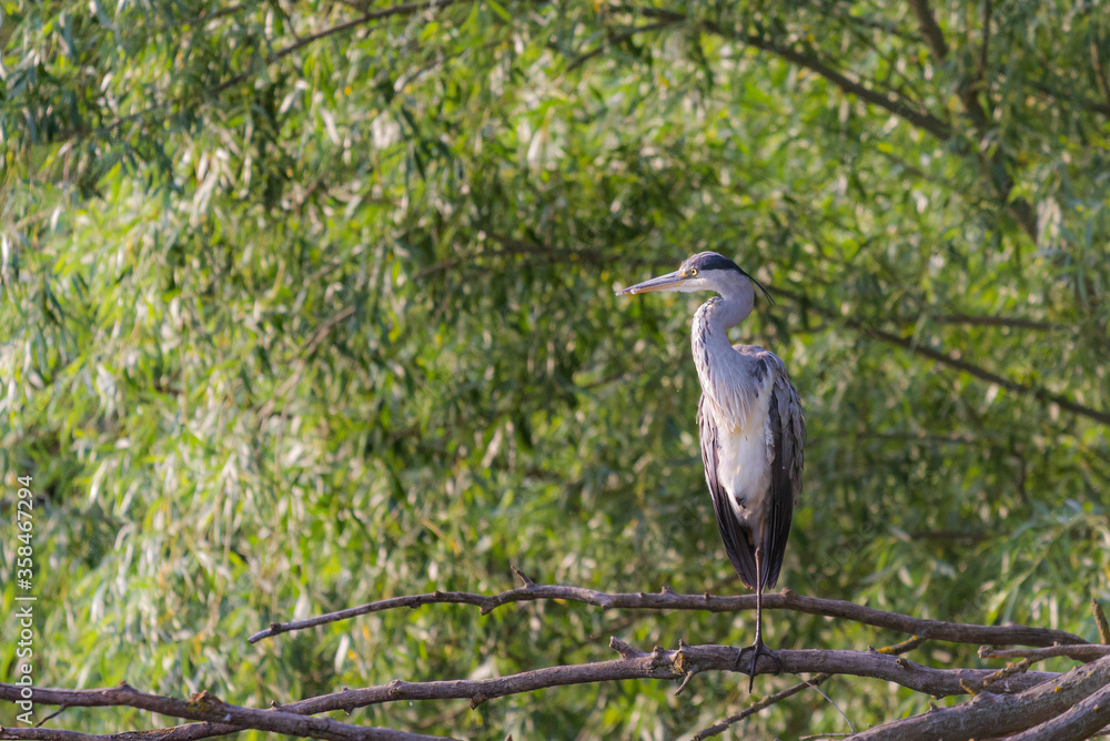 Fototapeta premium Grey herons standing on an branch - gray herons - european common herons or Ardea cinerea