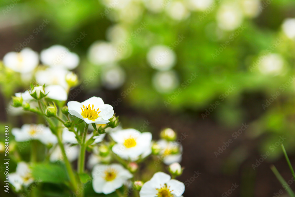Flowering bushes of strawberry, white flowers in a garden. Top view of strawberry flower. Flowering bushes of strawberry, white flowers in a garden. Top view of strawberry flower.