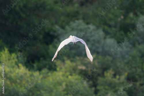 White heron in flight on a lake