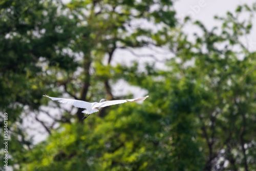 White heron in flight on a lake photo