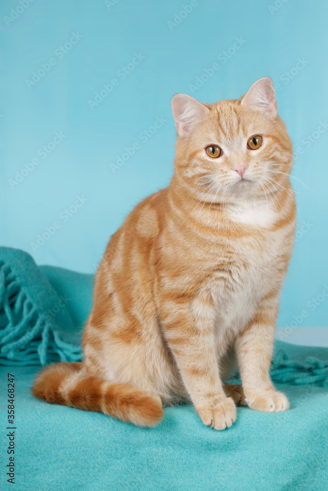 Red domestic cat sitting on blue blanket