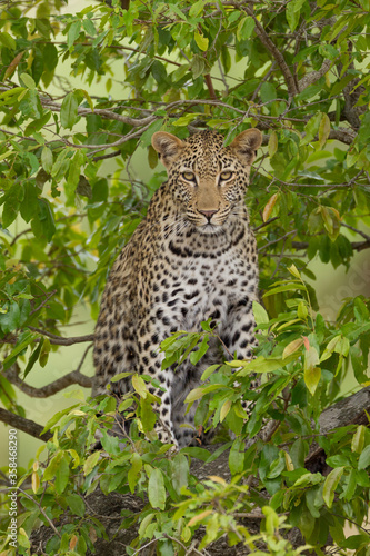 One adult leopard female portrait sitting in a tree surrounded by green leaves in Kruger Park South Africa