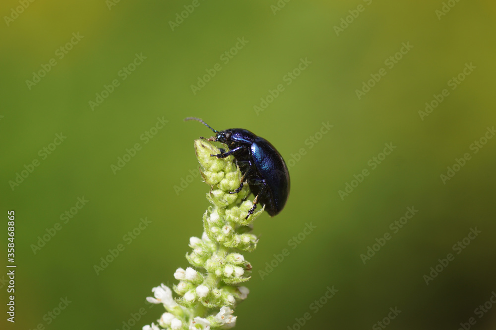 Fotka „A blue mint beetle (Chrysolina coerulans) of the family leaf
