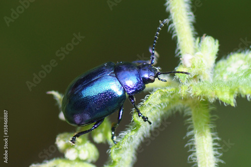 A blue mint beetle (Chrysolina coerulans) of the family leaf beetles (Chrysomelidae) on mint (Mentha) of the mint family (Lamiaceae). August, in a Dutch garden.