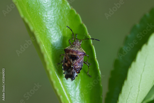 A parent bug (Elasmucha grisea) of the Acanthosomatidae family together on a leaf of an Euonymus. Autumn in a Dutch garden.