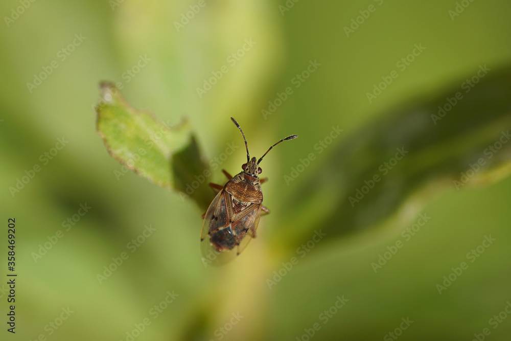 Birch catkin bug (Kleidocerys resedae) on a plant. Family Lygaeidae. August, in a Dutch garden. Birch catkin bug (Kleidocerys resedae) on a plant. Family Lygaeidae. August, in a Dutch garden.