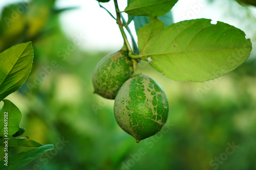 Green lemon trees images