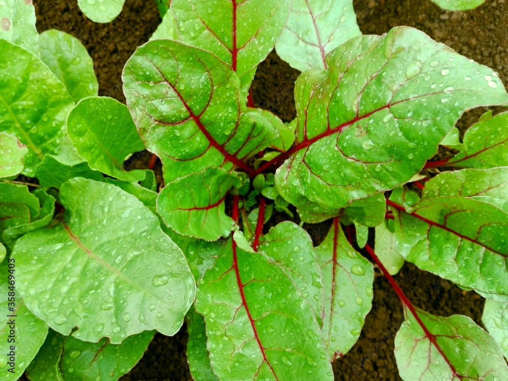 Leaf of beetroot. Dew on beet leaves. Organic green red young beet leaves. Closeup beetroot leaves from garden bed. Beetroot vegetable sprout foliage, fresh beet root plant growing on soil background Leaf of beetroot. Dew on beet leaves. Organic green red young beet leaves. Closeup beetroot leaves from garden bed. Beetroot vegetable sprout foliage, fresh beet root plant growing on soil background