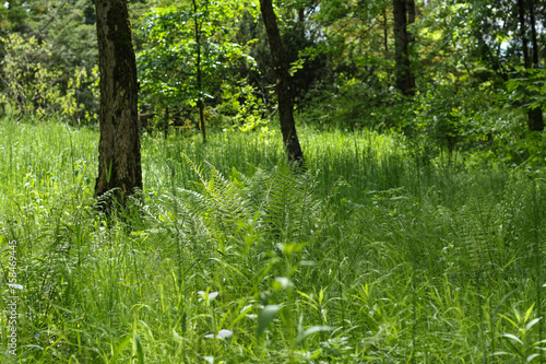 Fototapeta Naklejka Na Ścianę i Meble -  Landscape. Sunny green glade in the Syretsky Arboretum of Kyiv.
