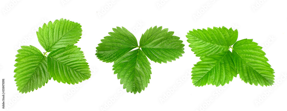 Strawberry leaves isolated on white background. Strawberry leaves isolated on white background.