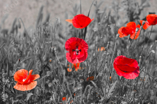 Beautiful poppies on black and white background. Flowers Red poppies blossom on wild field.