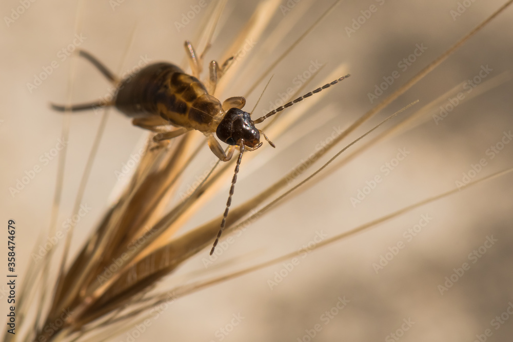 An Earwig Resting on a Dry Plant on a Hot Spring Day An Earwig Resting on a Dry Plant on a Hot Spring Day