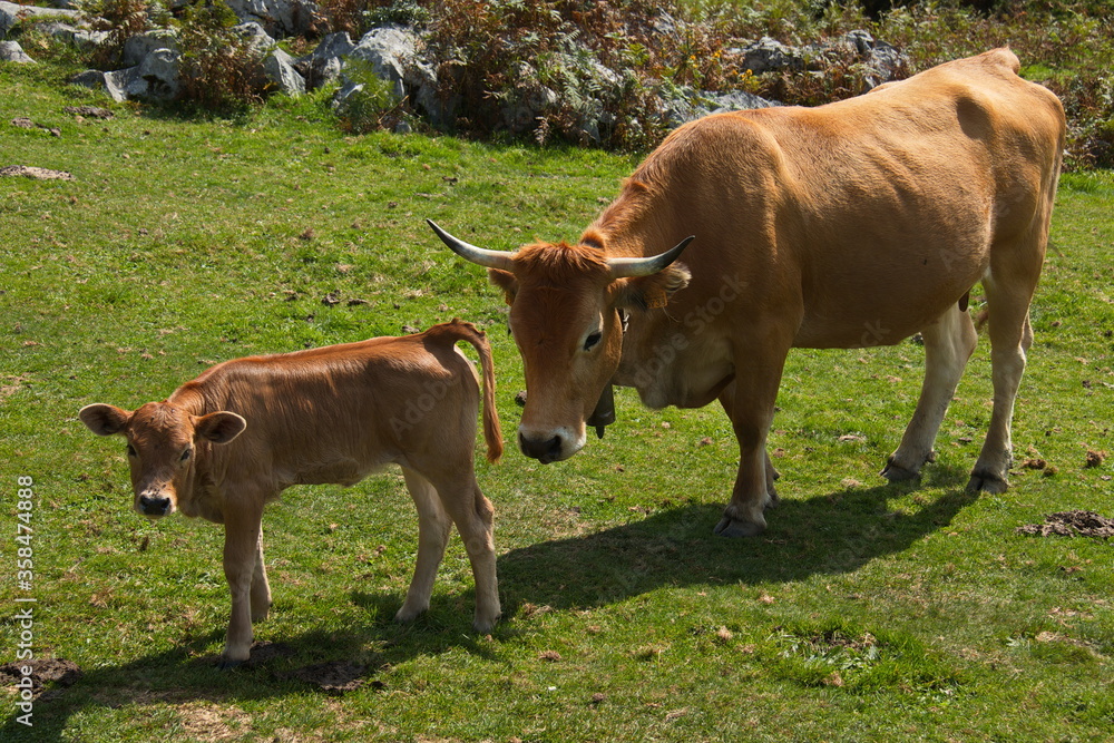 Cattle at Lagos de Covadonga in Picos de Europa National Park in Asturias,Spain,Europe
Cattle at Lagos de Covadonga in Picos de Europa National Park in Asturias,Spain,Europe