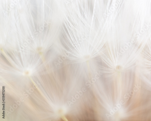 Close-up of a dandelion in nature.