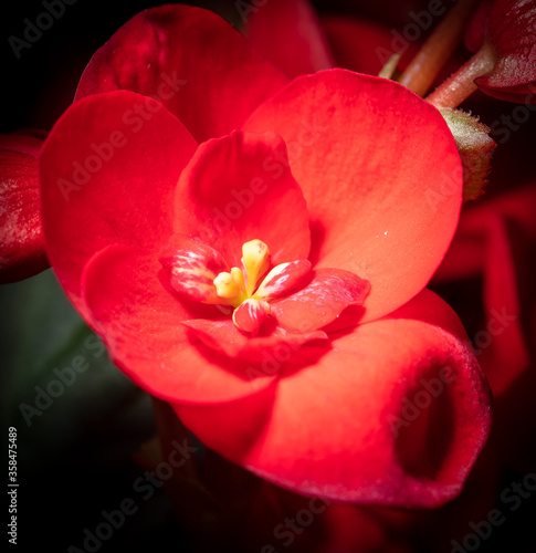 Close up of a red flower in nature.