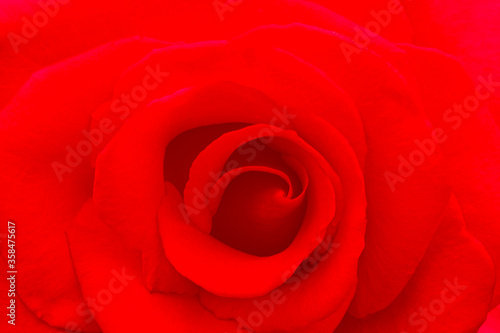 Beautiful Red rose Flower petals  abstract romance background.
