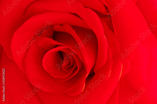 Beautiful Red rose Flower petals  abstract romance background.