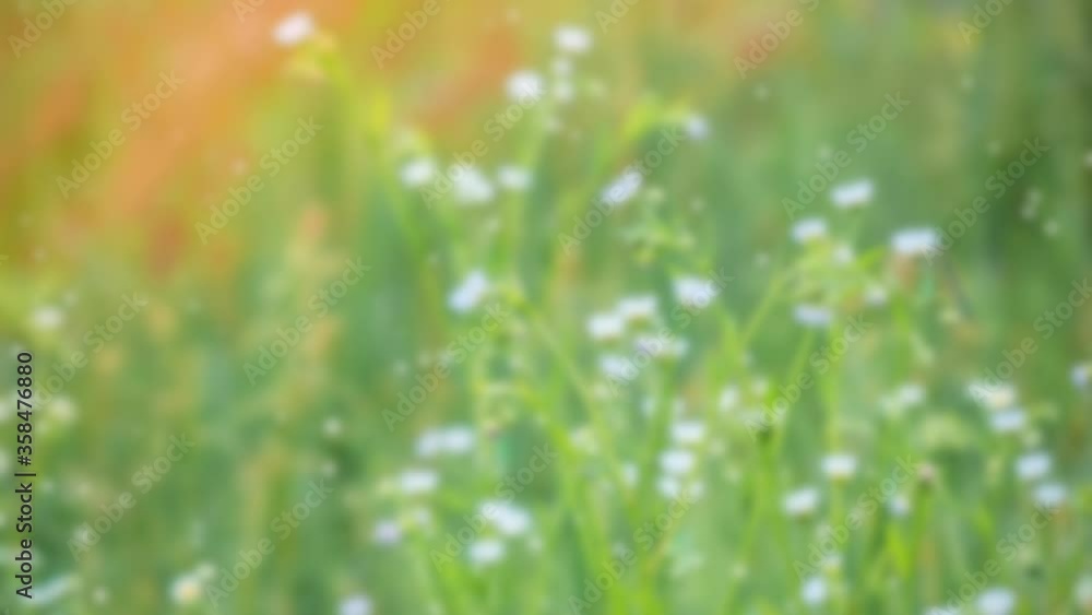 Summer blurred background of small flowers with white petals Summer blurred background of small flowers with white petals